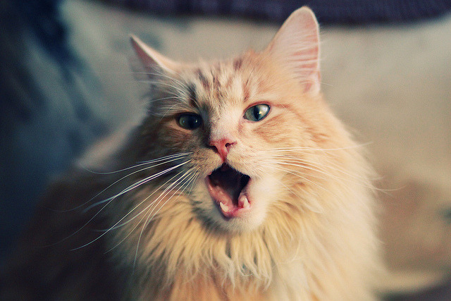 钢铁意志摧毁蓝色优雅,当狂胜的斯堪的纳维亚风暴遇上大场面先生穆勒