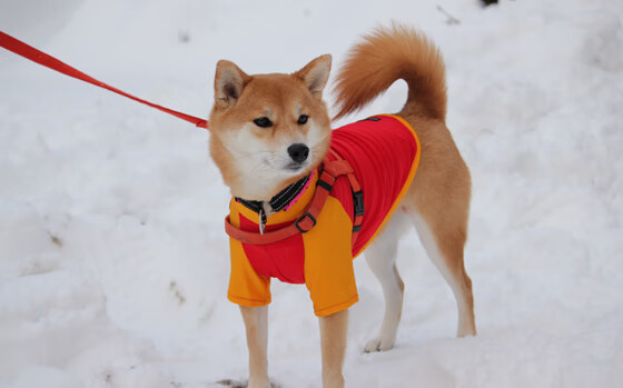 勇士强行终结深圳队不败金身，克莱末节三分雨锁定胜局