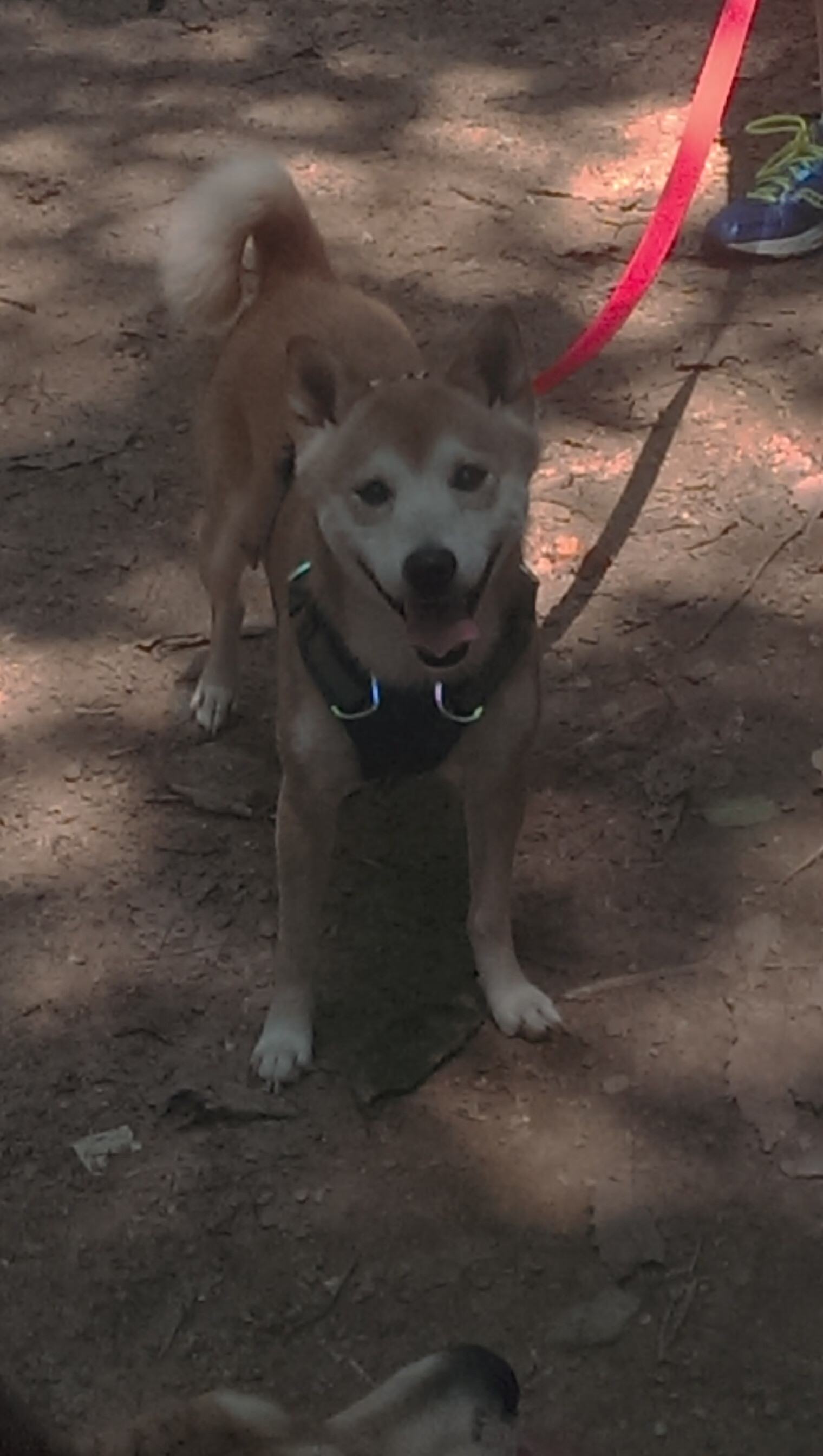 双塔奇谋定军山,瑞士一波流击溃委内瑞拉,阿坎吉关键回合展大将之风