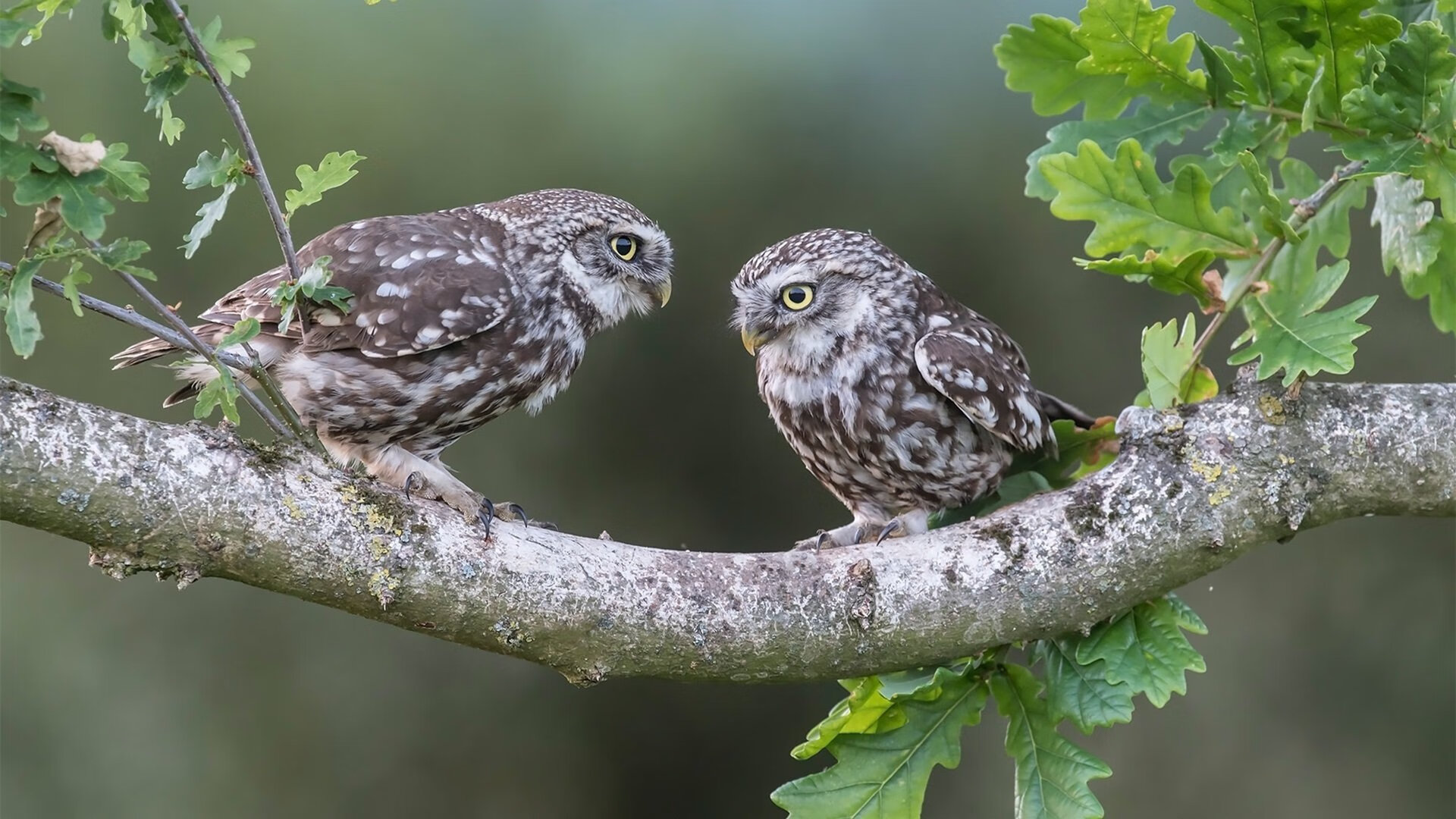 沙特 vs 巴萨,富安健洋打出生涯最佳一战