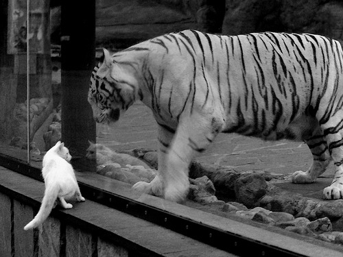 德甲淬火之夜，奥亚尔萨瓦尔如何以沉默击穿喧嚣