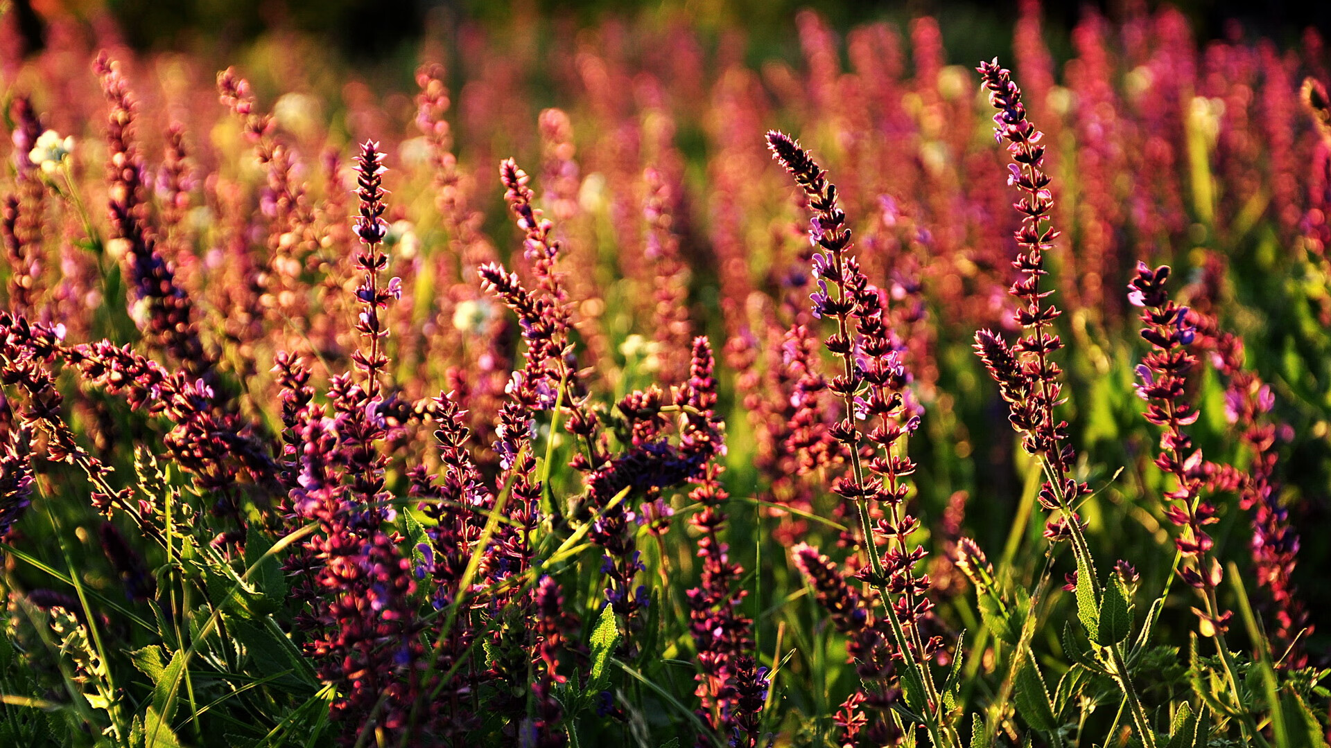 双重胜利，伊朗在政治赛场粉碎美国，孙兴慜在欧冠决赛接管比赛