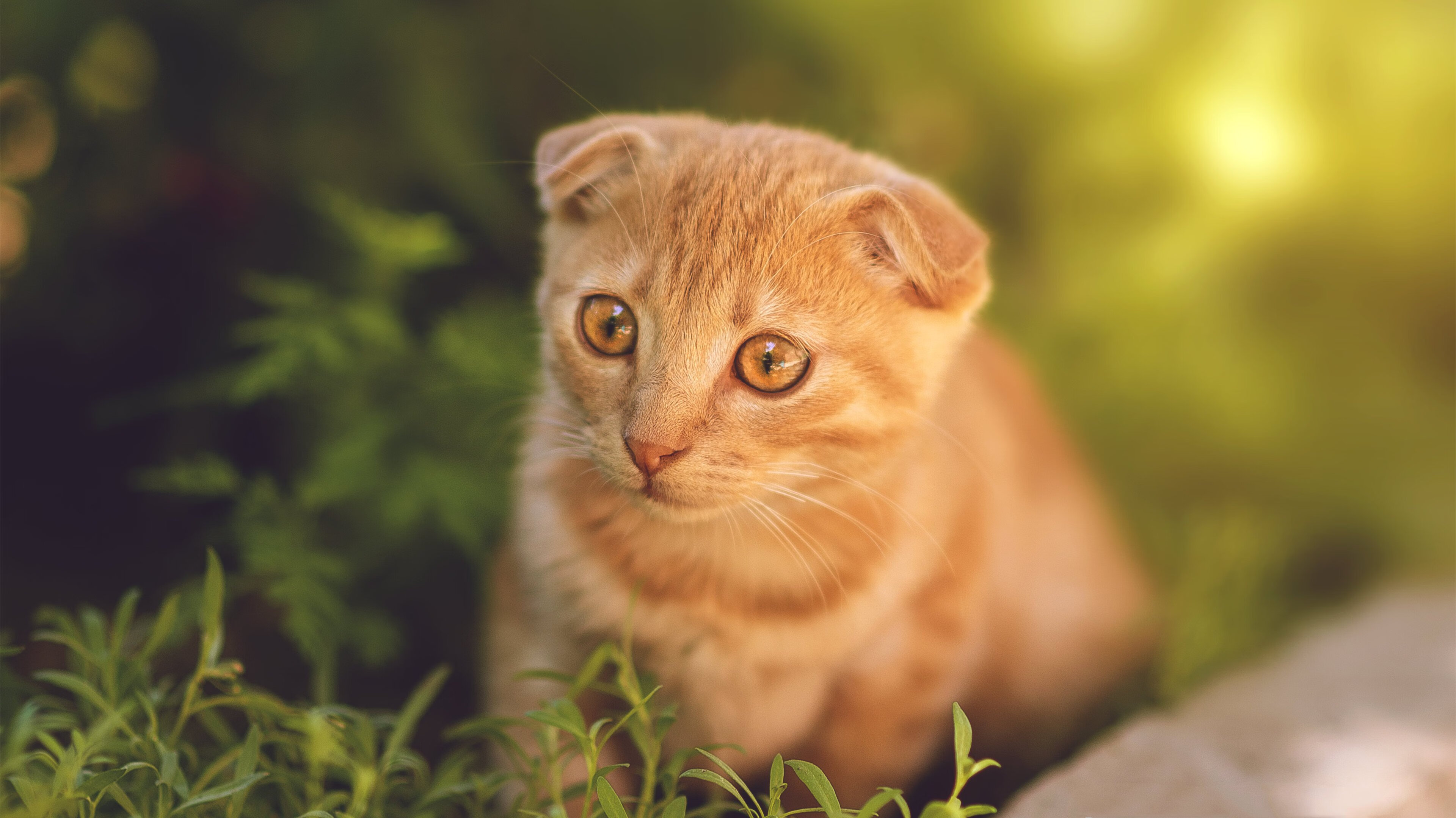 开云体育登录-引擎与篮球的对话，当F1年度争冠之夜遇见哈利伯顿无人可挡的进攻