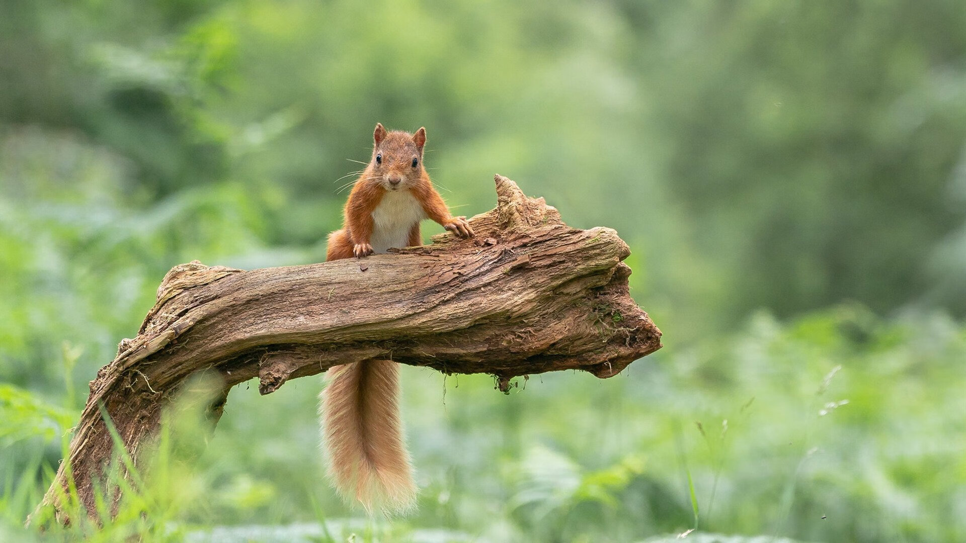 聚光灯下的巨人，德里赫特舞台越大越强的年度焦点之战之夜