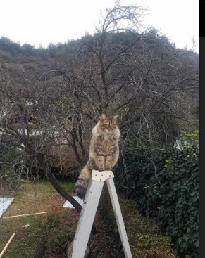 开云体育登录-杜兰特42分天神下凡，开拓者主场力克魔术取关键卡位战