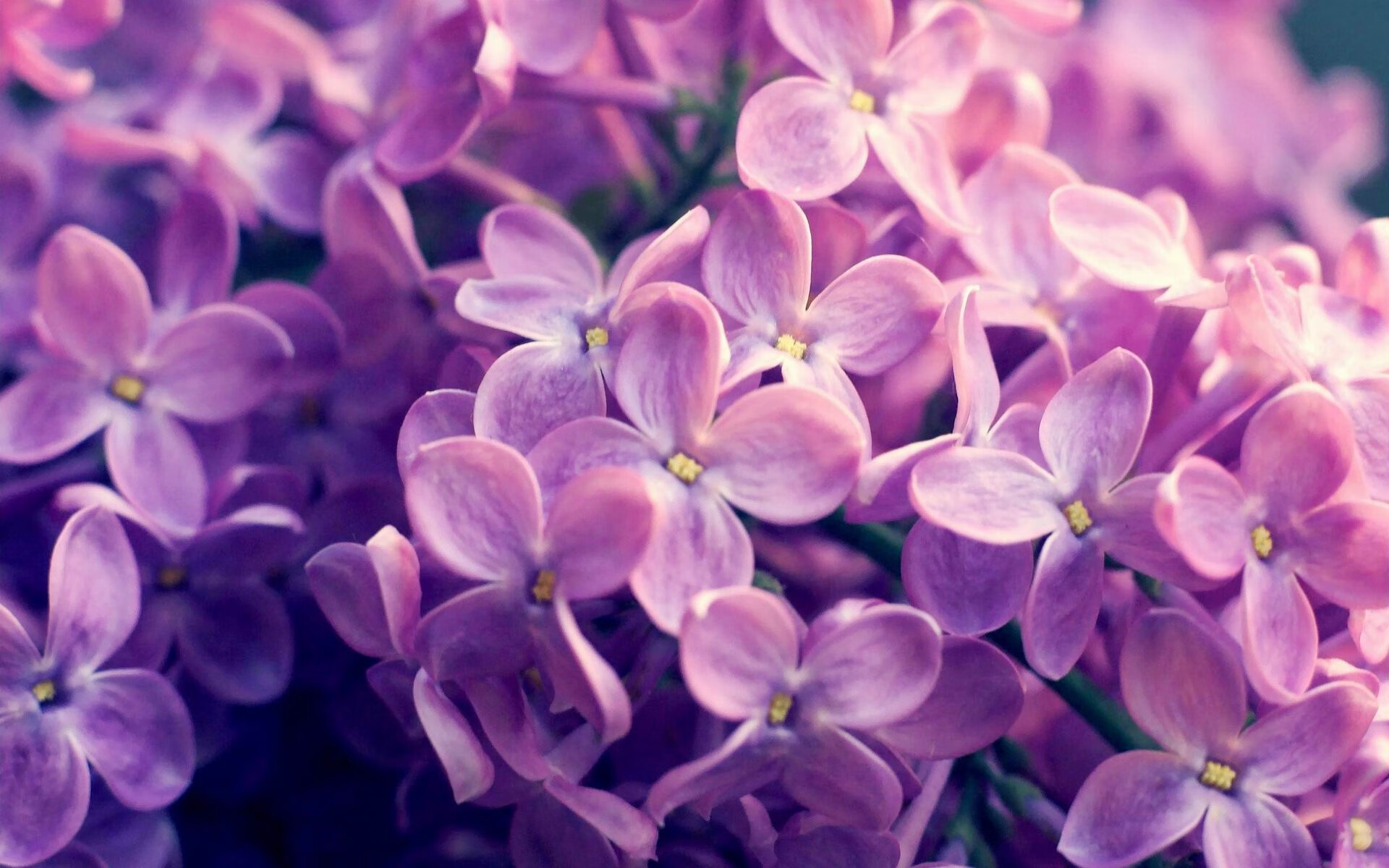 奥运周期关键战，那不勒斯在焦点对决中险胜突尼斯