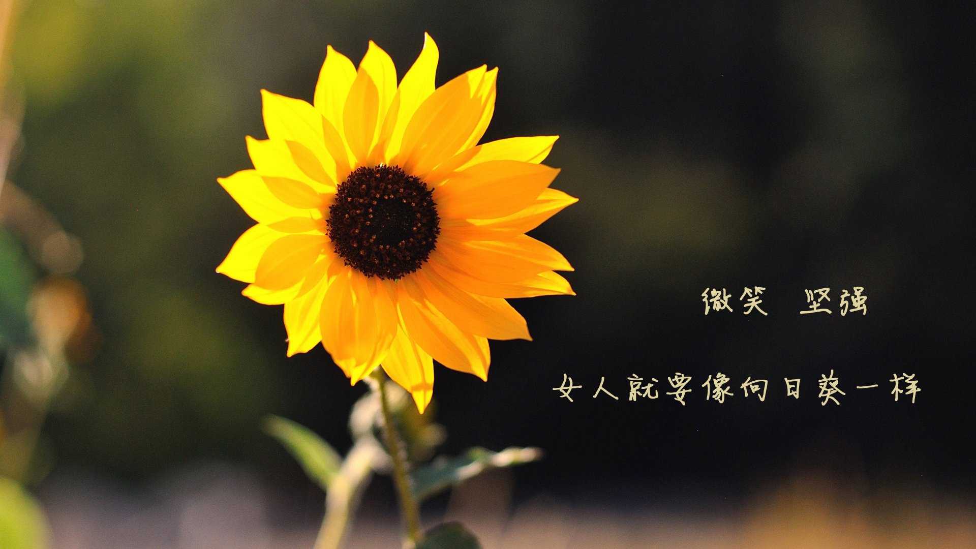 开云体育app-河内之夜，当黄金一代撞上东欧铁骑，萨卡用双脚改写世界杯剧本